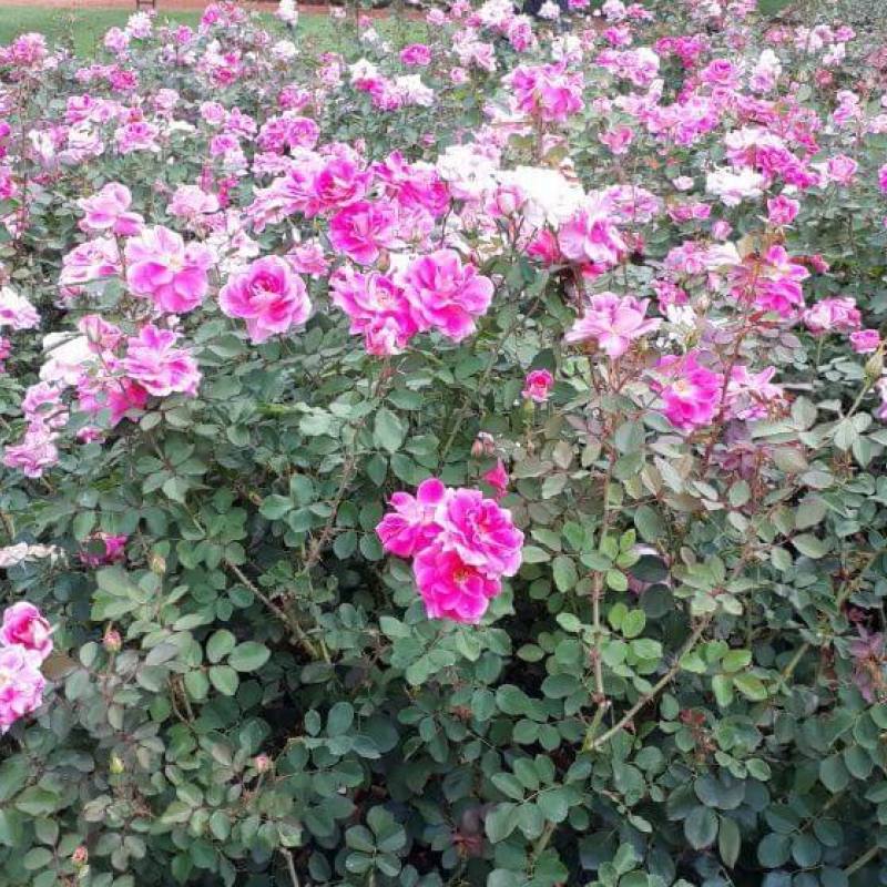 Rosedal de Palermo